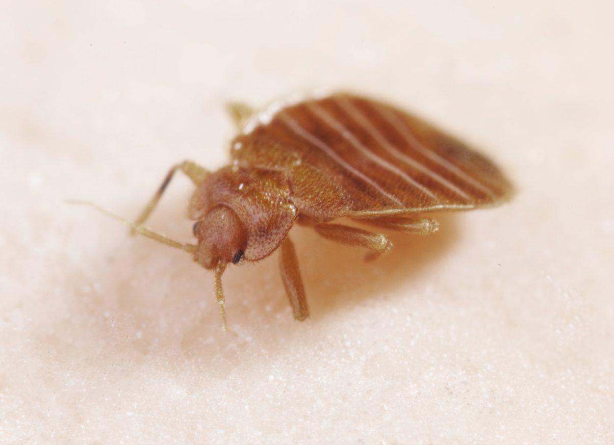 Affordable Bed Bug Control for Complete Home Protection